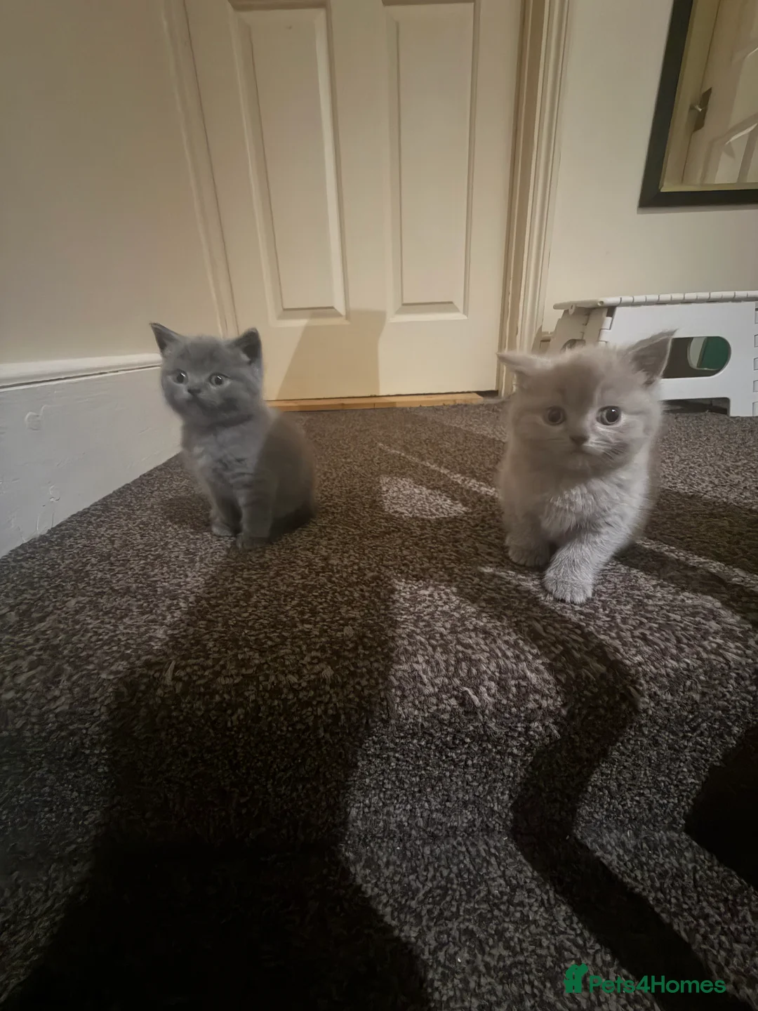 British Shorthair cats for sale: Cute and cuddly British Shorthaired kittens  - Advert 11