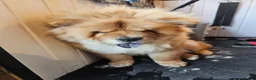 Chow Chow dogs for stud: FOR STUD - Male Chow Chow in Sheffield  - Advert 4