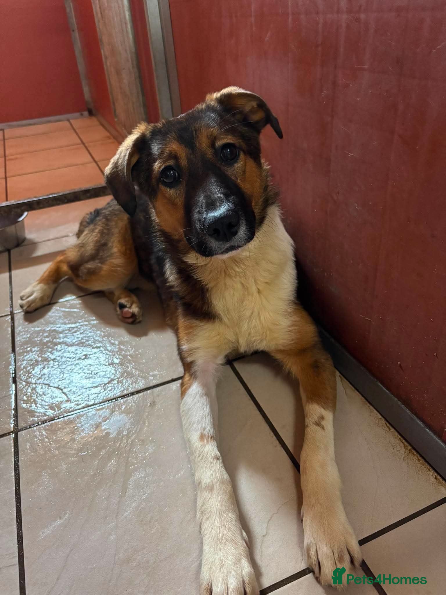Mixed Breed dogs Meet Rizzo, currently residing in Cheshire  - Advert 2