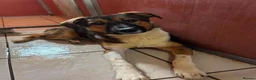 Mixed Breed dogs for adoption: Meet Rizzo, currently residing in Cheshire  in Nantwich - Advert 1