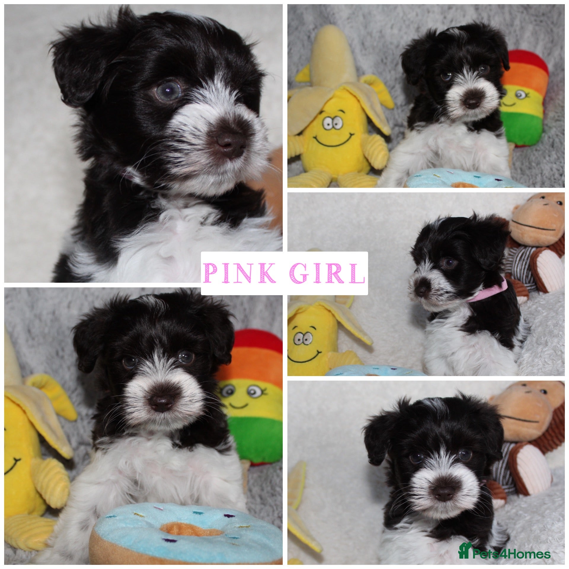 Miniature Schnauzer dogs KC Reg Chocolate Parti/Wheaten Miniature Schnauzer - Advert 1
