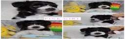 Miniature Schnauzer dogs for sale: KC Reg Chocolate Parti/Wheaten Miniature Schnauzer - Advert 8