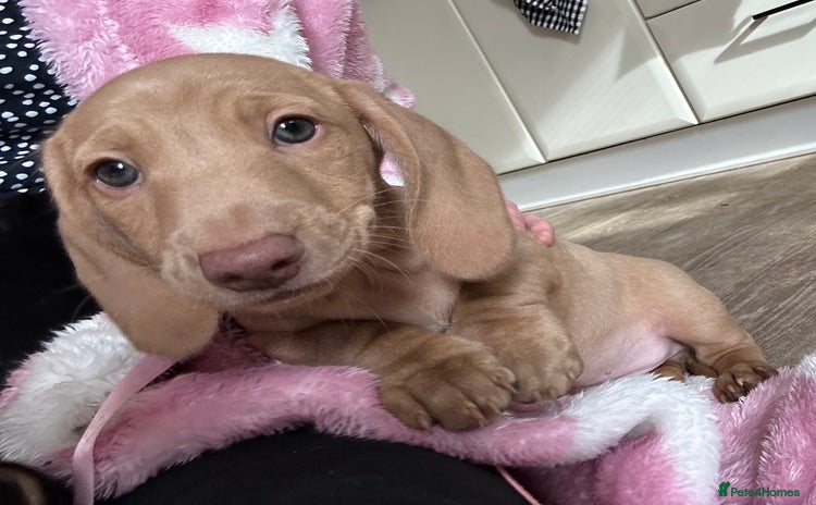 Miniature Dachshund dogs - Advert 11