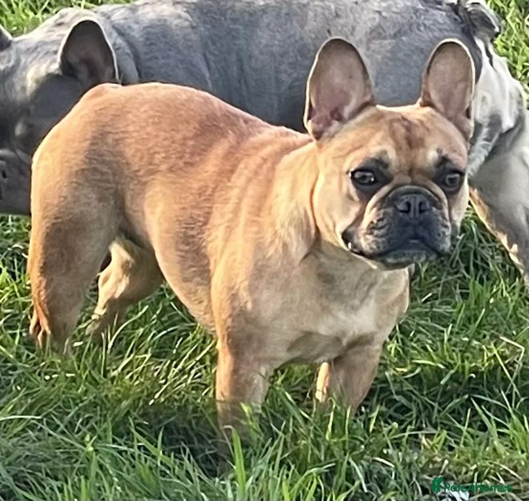 French Bulldog dogs for sale: KC HEALTH TESTED FRENCH BULLDOGS SPAYED GIRLS  - Advert 20