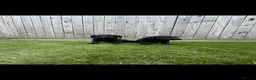 Labrador Retriever dogs for sale: Ready now health tested Labrador pups 1 left  - Advert 5