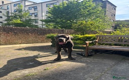 Cane Corso dogs for stud: Big boy chaos🐾 - Image 3