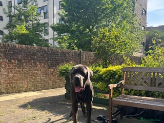 Cane Corso dogs - Advert 33