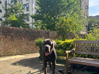 Cane Corso dogs Big boy chaos🐾 - Advert 3