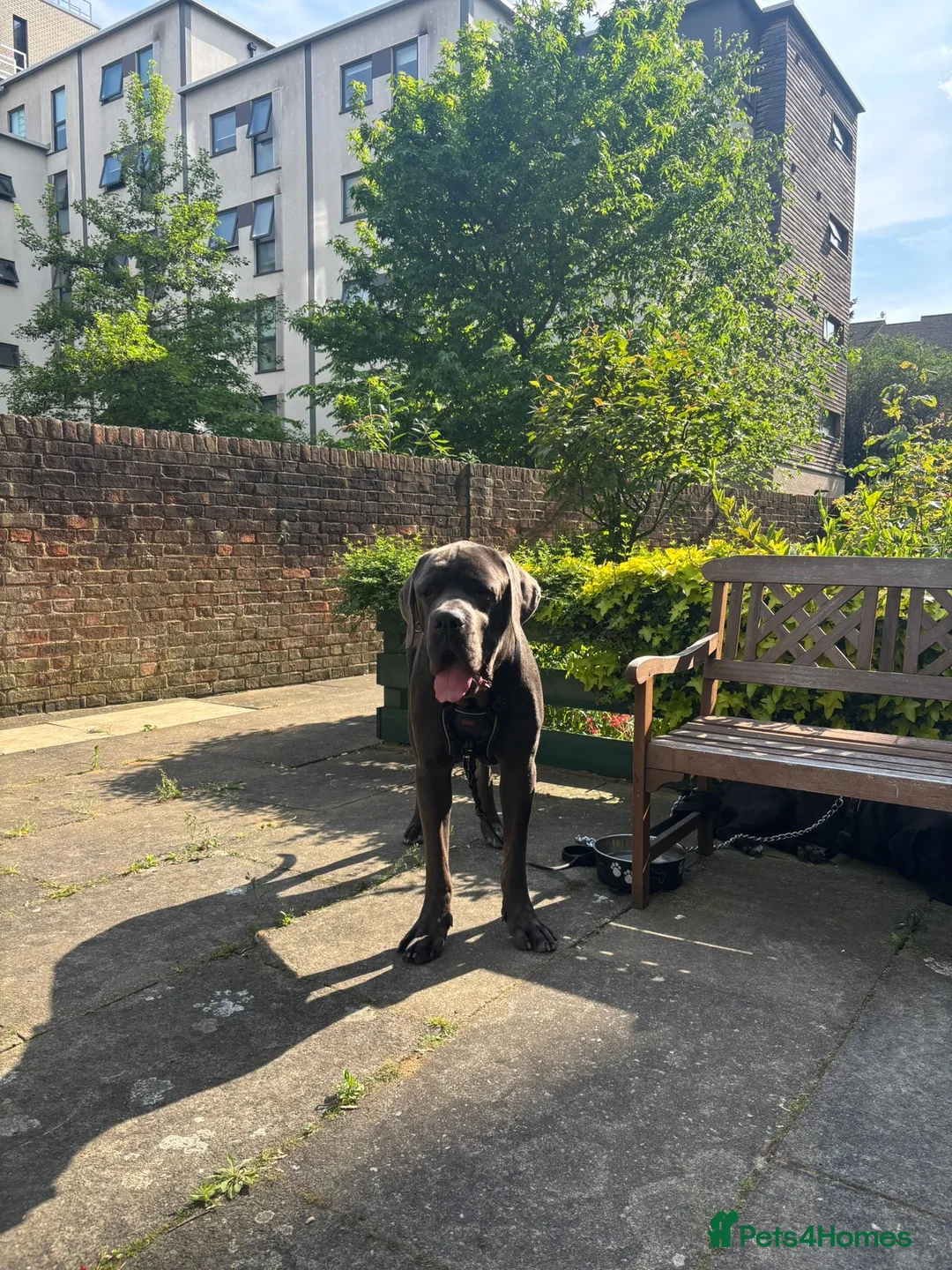 Cane Corso dogs for stud: Big boy chaos🐾 - Advert 6