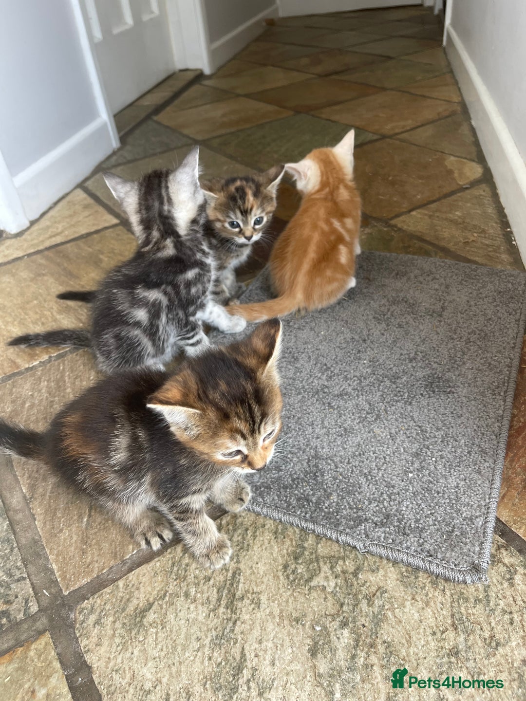 Mixed Breed cats for sale: Beautiful Kittens inc Ginger Girl - Image 6