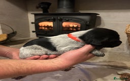 Mixed Breed dogs for sale: German wirehaired pointer x German wirehaired/Lab - Image 10