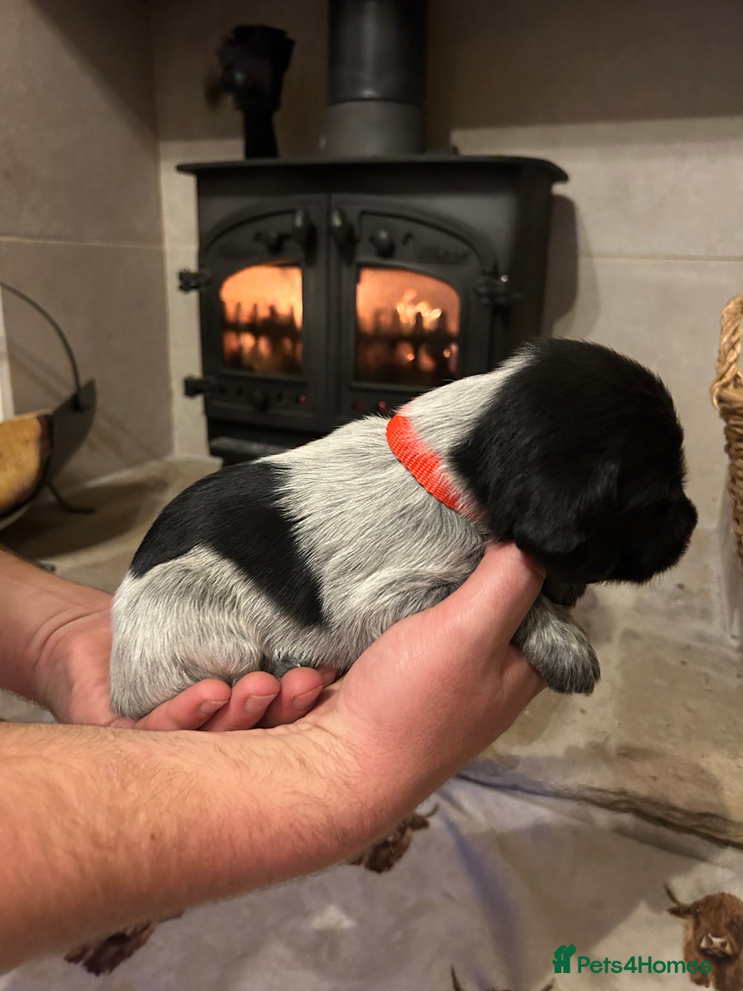 Mixed Breed dogs for sale: German wirehaired pointer x German wirehaired/Lab - Image 10