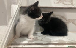 British Shorthair cats for sale: Beautiful kittens looking for new home  - Image 1