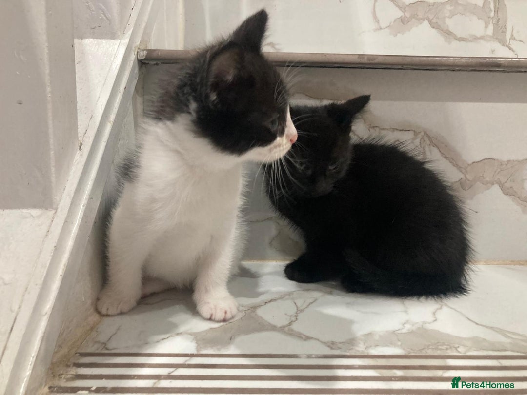 British Shorthair cats for sale: Beautiful kittens looking for new home  - Image 1