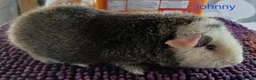 Guinea Pig rodents for sale: Rex and Funky boars and sows - Advert 3