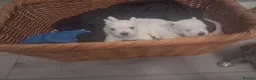 West Highland Terrier dogs for sale: Westie pups - Advert 14