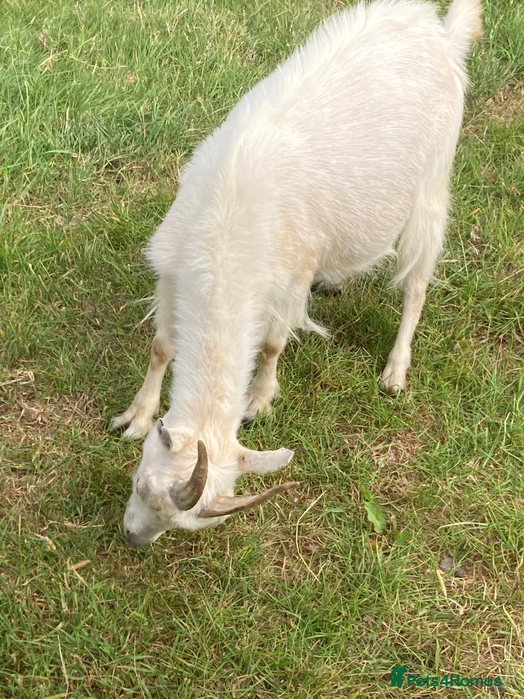 Goats livestock for sale: Gorgeous pigmy goats for sale - Image 11