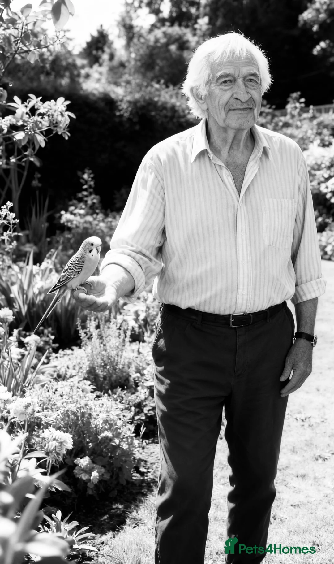 Mixed Breed birds for sale: Finch / Budgie / Canary / Love Birds in Cheltenham - Advert 1