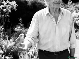 Mixed Breed birds Finch / Budgie / Canary / Love Birds - Advert 11