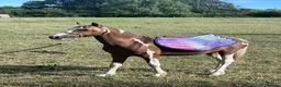 Welsh Section D horses for sale: Red & white filly Welsh pb  - Advert 1