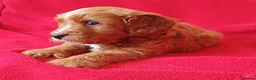 Cavapoo dogs for sale: All puppies reserved. - Advert 11