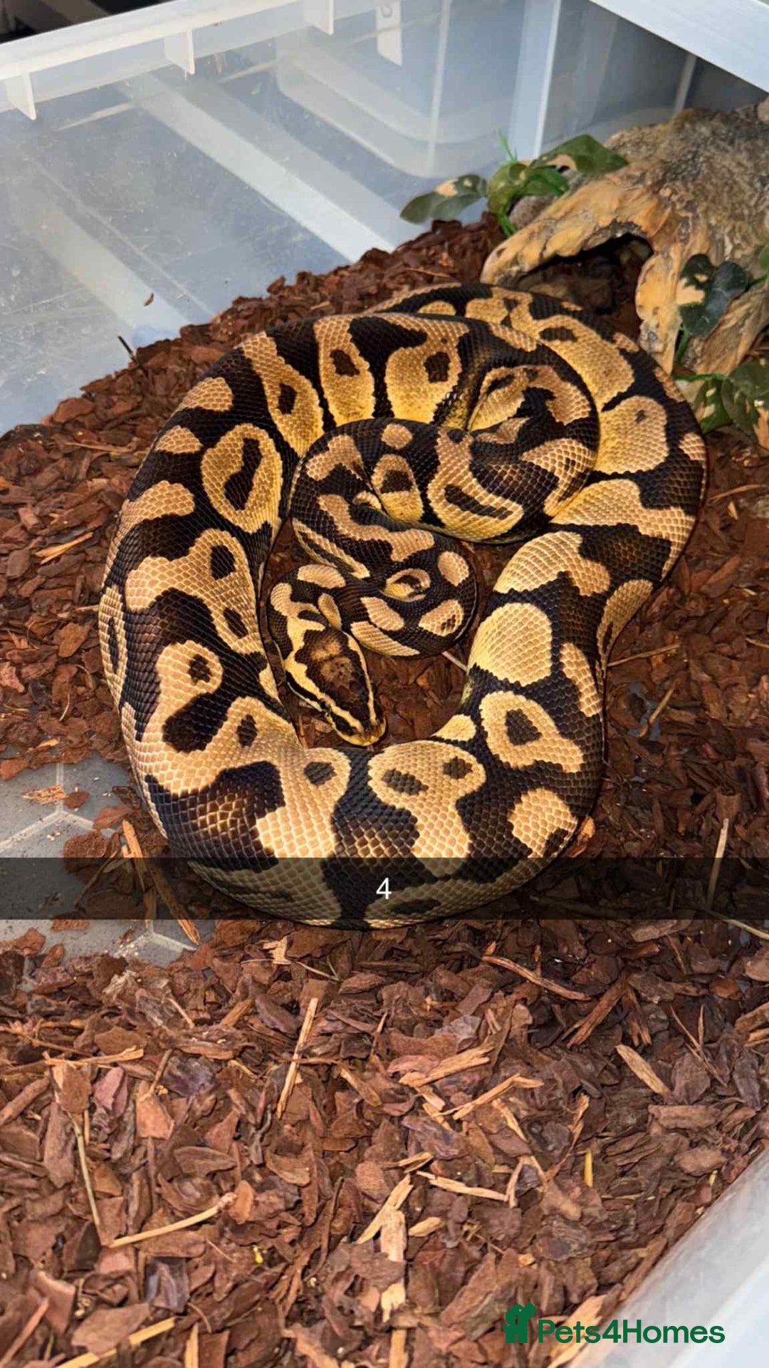 Snake reptiles for sale: Royal Python / Boa  - Image 4