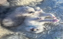 Ragdoll cats for sale: Ragdoll kittens pure breed!!! 😺 - Image 18