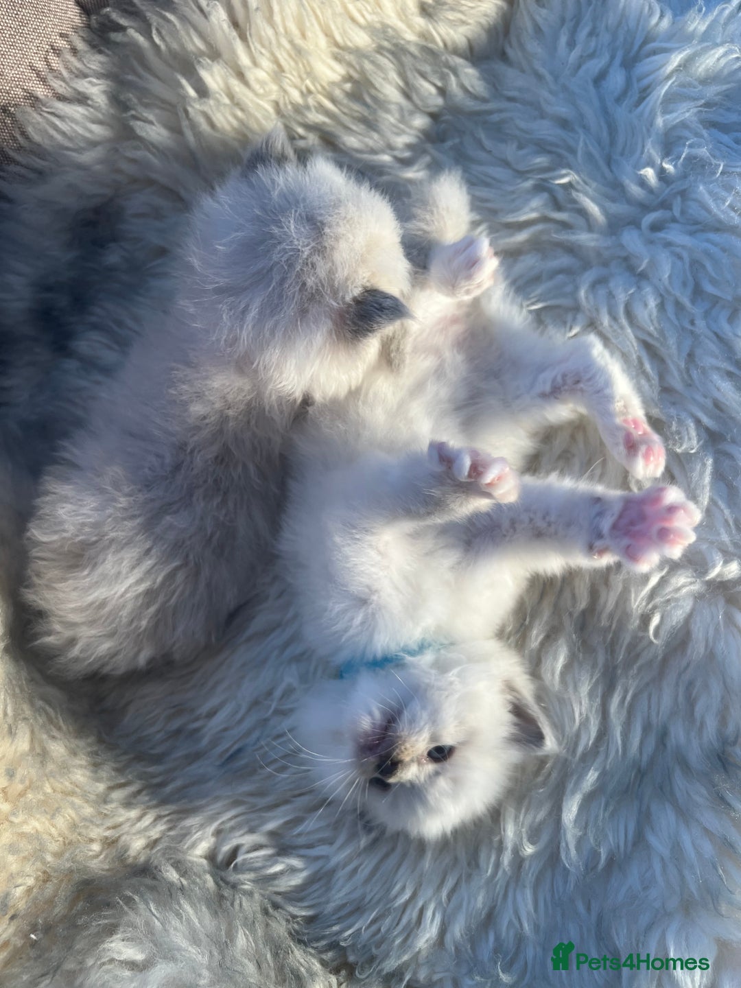 Ragdoll cats for sale: Ragdoll kittens pure breed!!! 😺 - Image 18