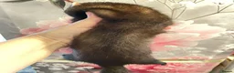 Ferret rodents for sale: 3 gorgeous ferret kits looking for new homes - Advert 3