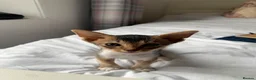 Abyssinian cats for sale: Abyssinian X (Abyssinian X) - Advert 7