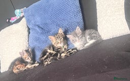 Domestic Shorthair cats for sale: Beautiful fluffy boy looking for his forever home  - Image 10