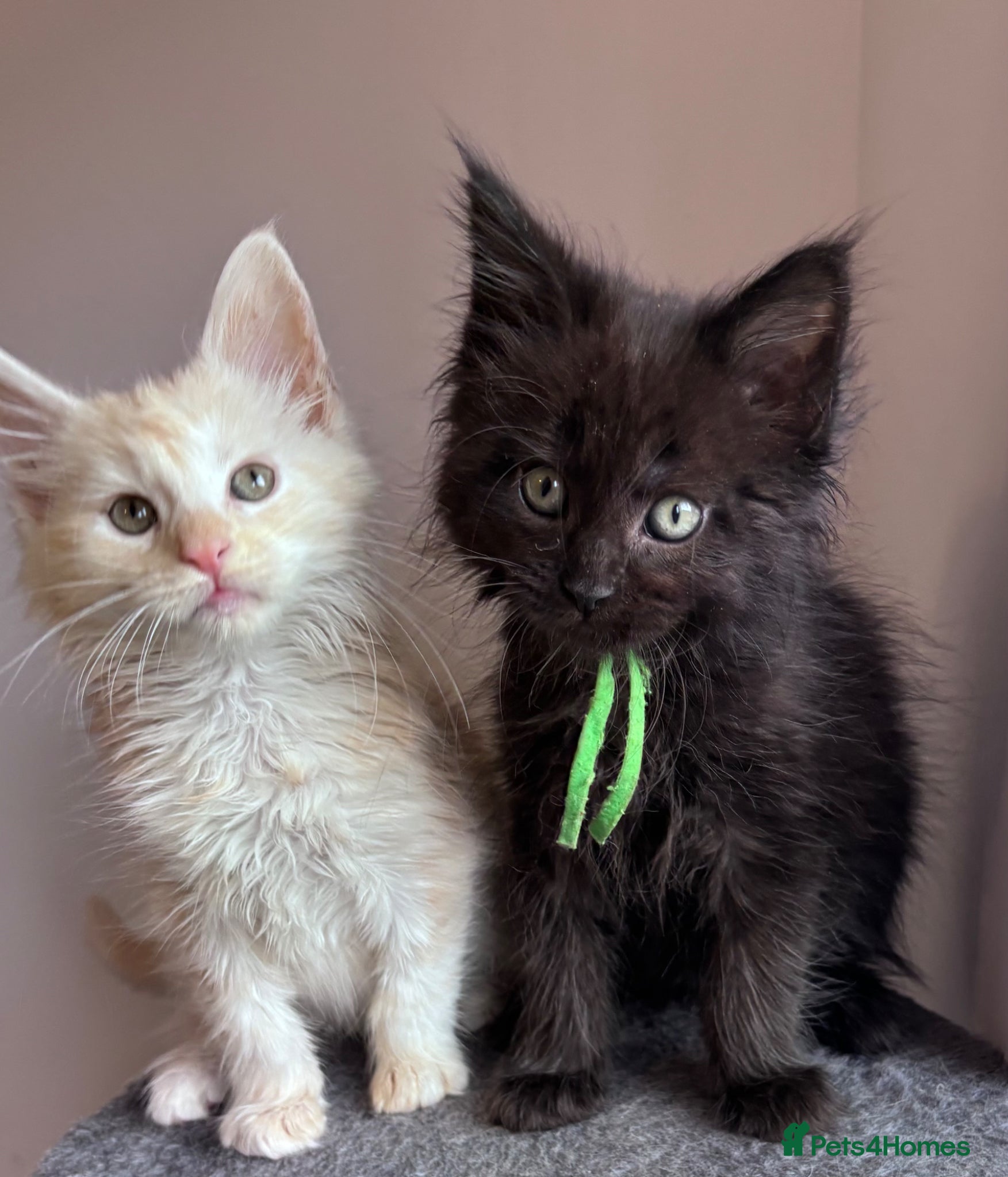 Maine Coon cats Big Ears & Fluffy Coats – Maine Coon Kittens  - Advert 5