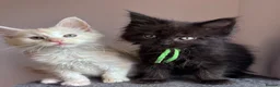 Maine Coon cats for sale: Big Ears & Fluffy Coats – Maine Coon Kittens  - Advert 1