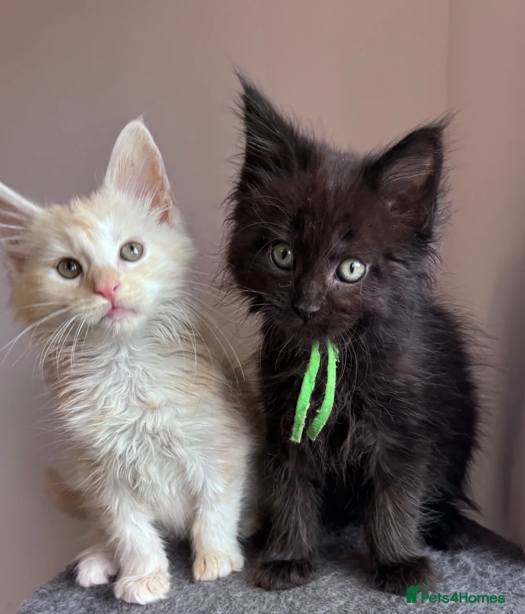 Maine Coon cats for sale: Big Ears & Fluffy Coats – Maine Coon Kittens  - Advert 1