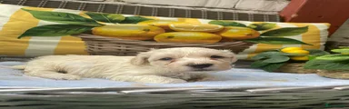 Maltipoo 6