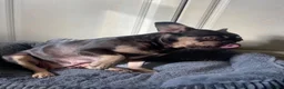 French Bulldog dogs for sale: Lovely female French bulldog - Advert 3
