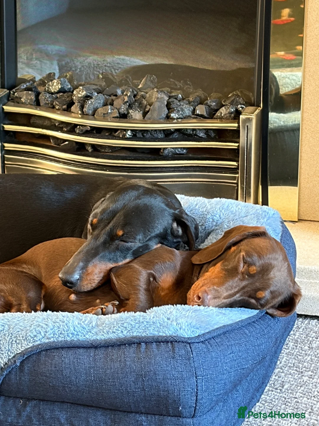Miniature Dachshund dogs for sale: 2 girls need a forever home in Swanage - Advert 2