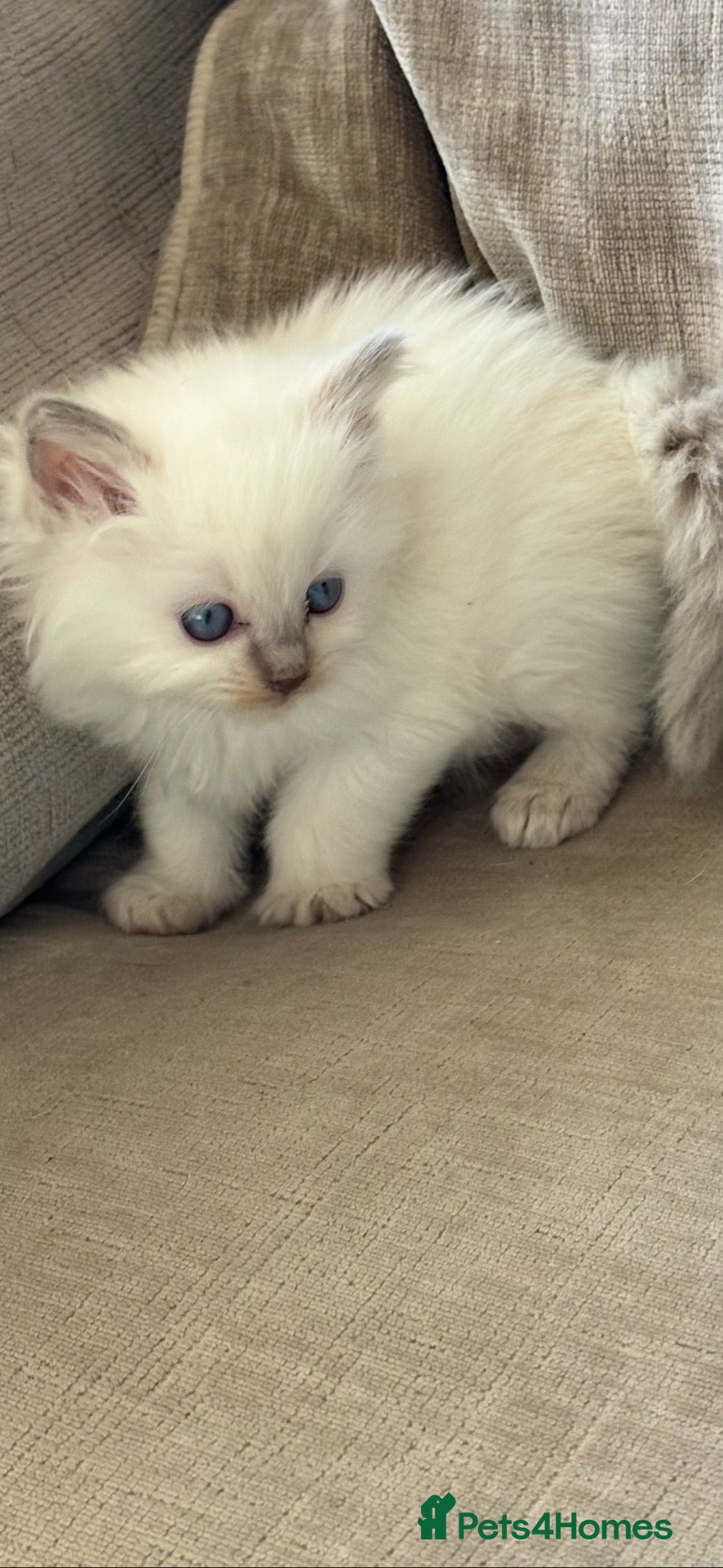 Ragdoll cats 🌺 Exceptional GCCF Babies 🌺 - Advert 13