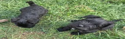 Miniature Schnauzer dogs for sale: Beautiful Miniature Schnauzers - Advert 7