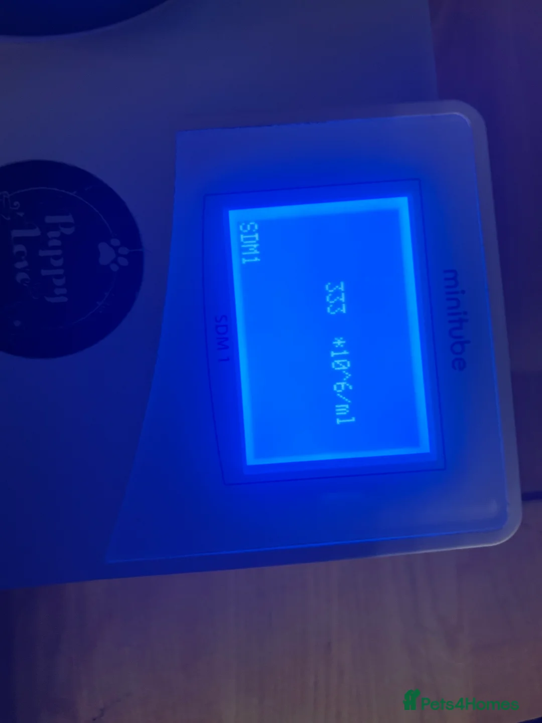 Dobermann dogs for stud: Doberman STUD available  - Advert 7