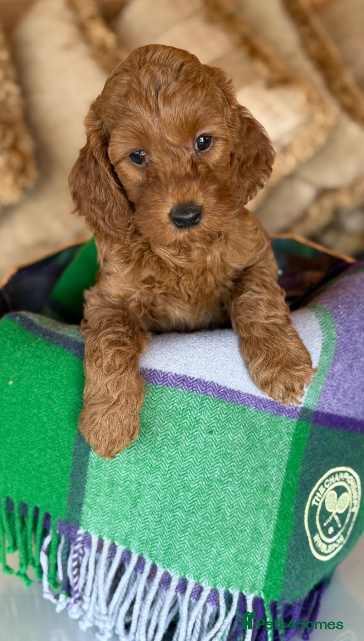 Labradoodle dogs Australian labradoodle puppies💜 - Advert 2