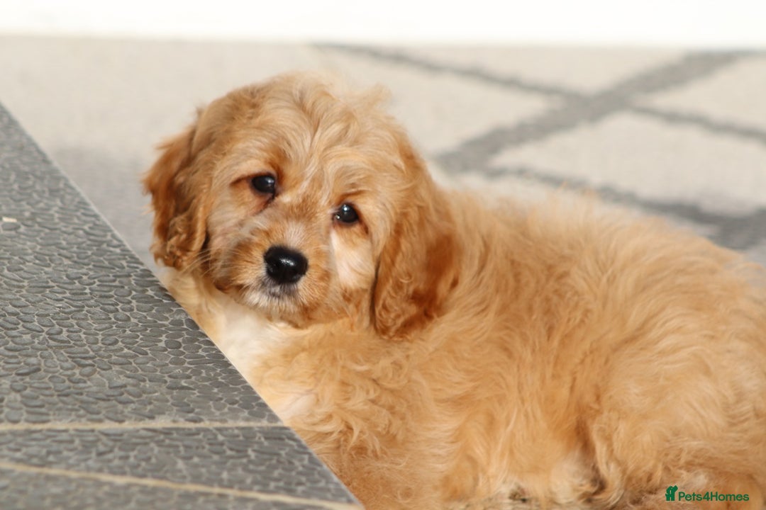 Cavapoo dogs for sale: F1 Cavapoo puppies for sale FULLY VACCINATED - Advert 19