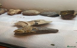 Bearded Dragon reptiles for sale: Baby Bearded dragons - Image 1