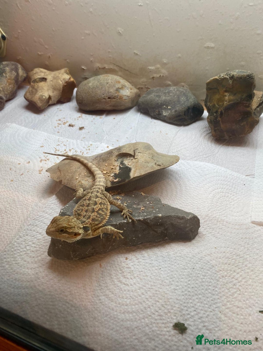 Bearded Dragon reptiles for sale: Baby Bearded dragons - Image 1