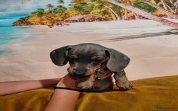 Miniature Dachshund dogs for sale: Miniature Dashund puppies  - Image 5