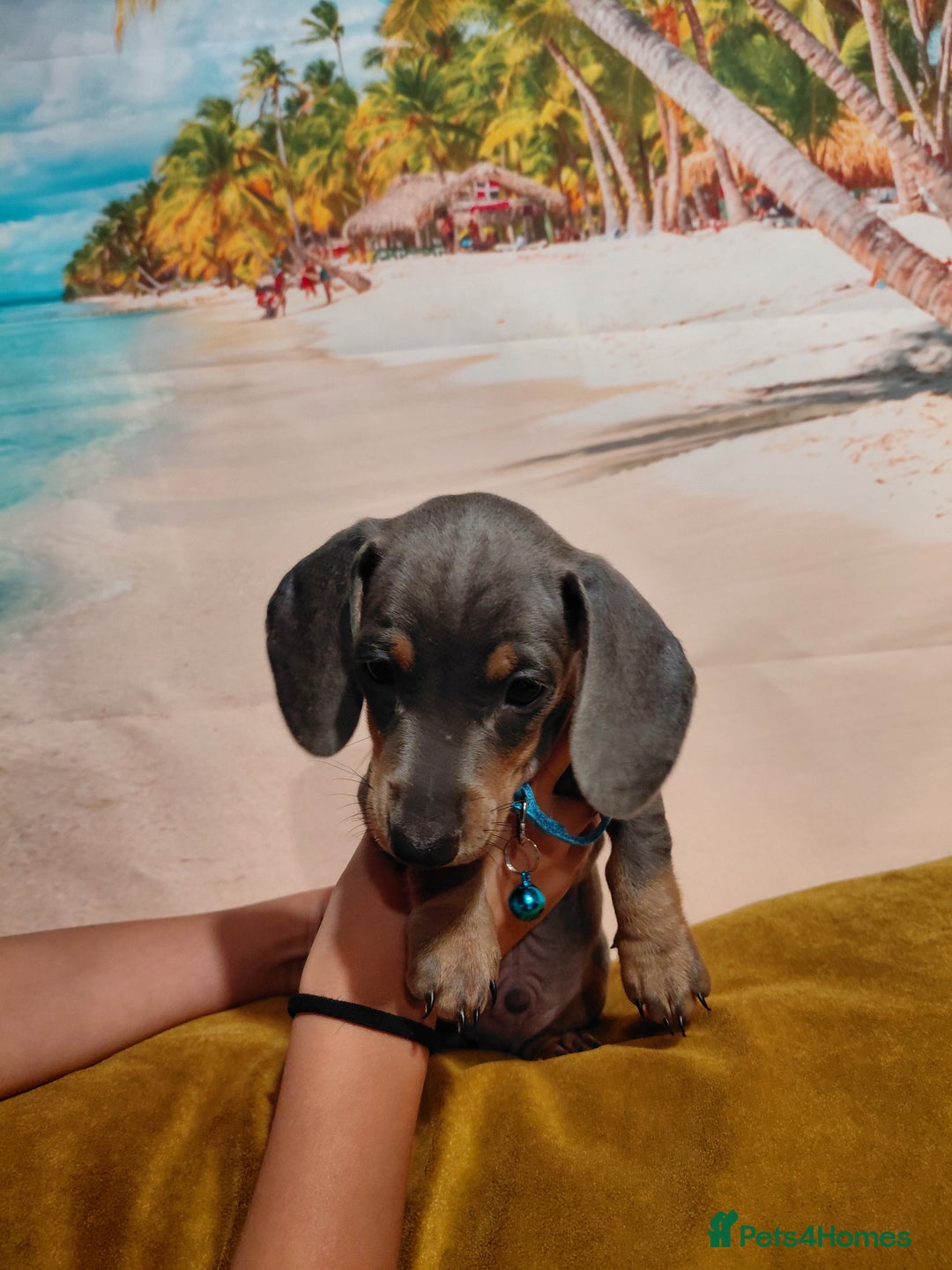 Miniature Dachshund dogs for sale: Miniature Dashund puppies  - Image 5
