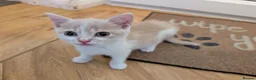 Mixed Breed cats for sale: Rainbow litter of - part BSH - Advert 17