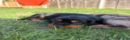 Mixed Breed dogs for sale: Beautiful Cocker X pups  - Advert 13