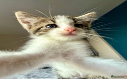 Mixed Breed cats for sale: 3 beautiful kittens available - Image 13