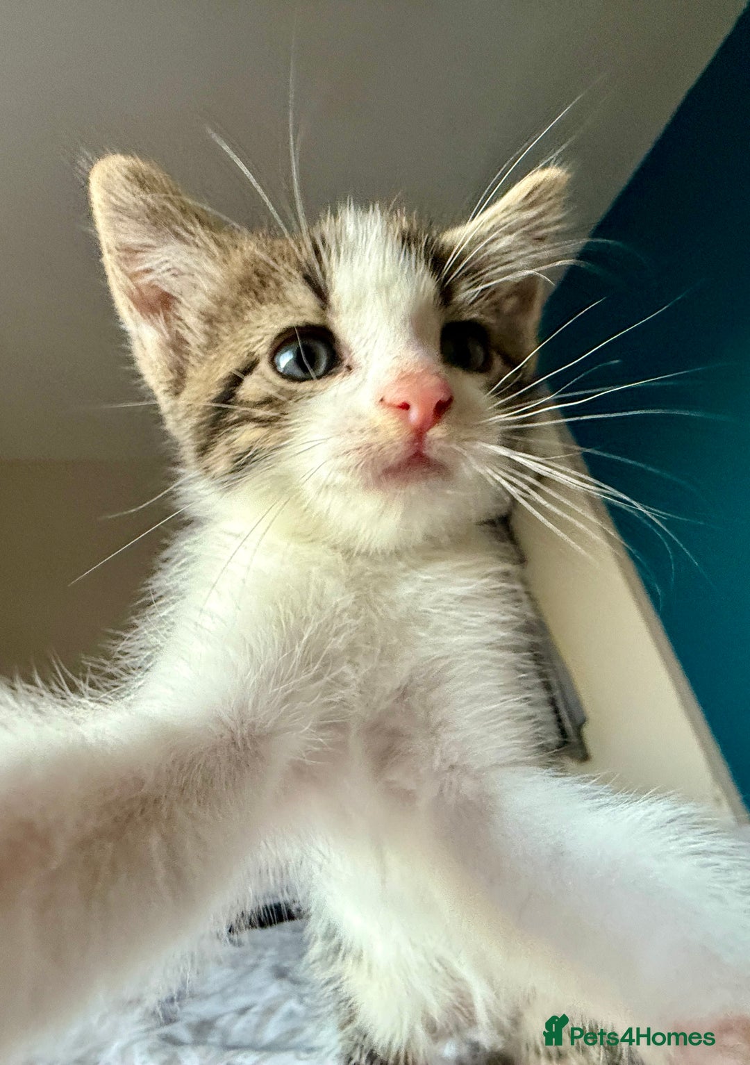 Mixed Breed cats for sale: 3 beautiful kittens available - Image 13
